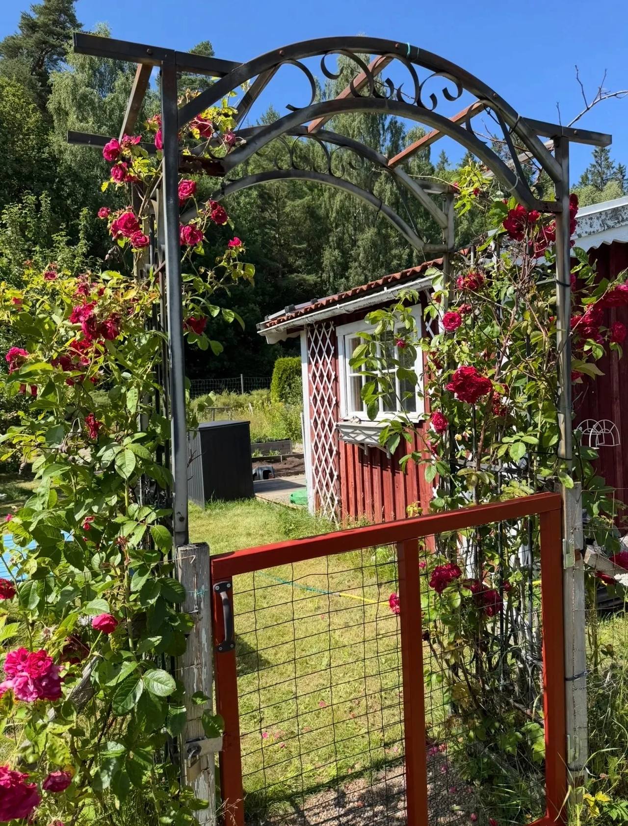 Charmig trädgård med rosenport och rött staket, fritidshus syns i bakgrunden.