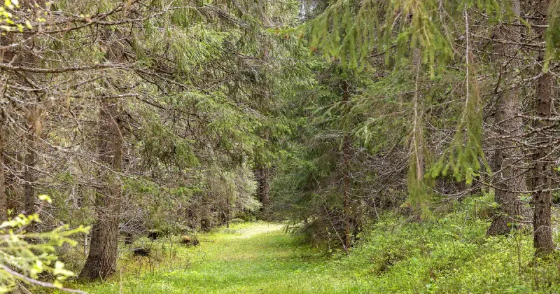 Land / plot in Krokom