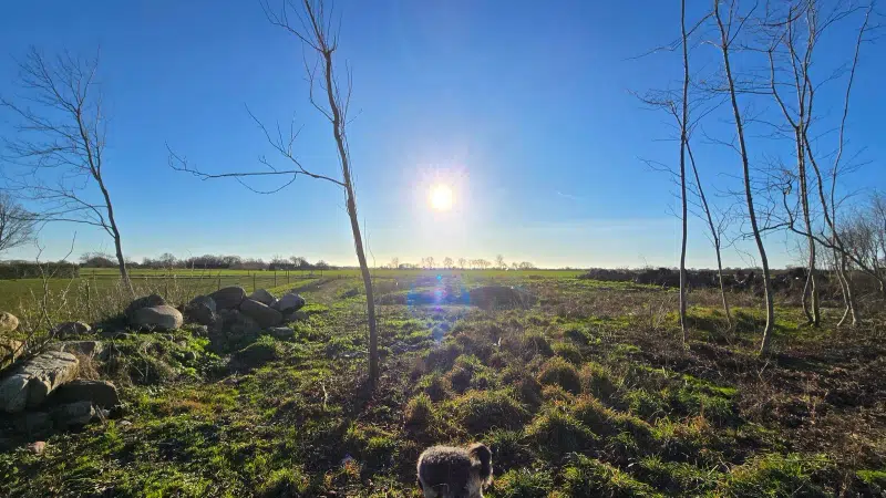 Land / plot, 1871 m² in Ystad