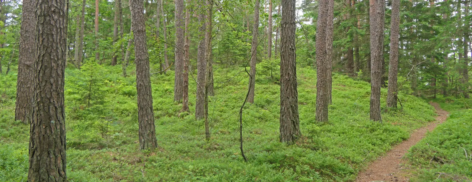 Image 1 of 11 of Alslöv