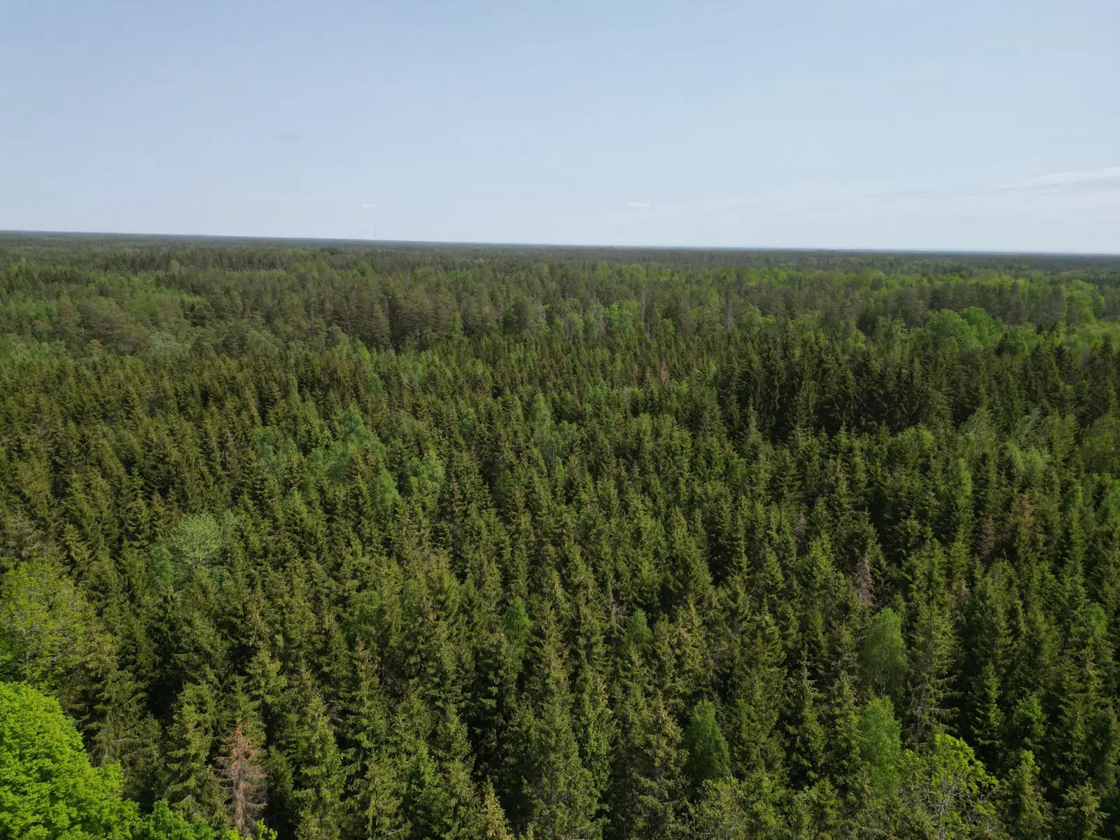 Image 1 of 21 of Törnemåla