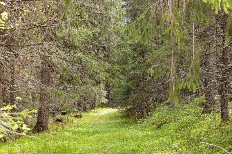 Land / plot in Krokom