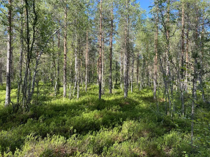 Land / plot in Älvdalen