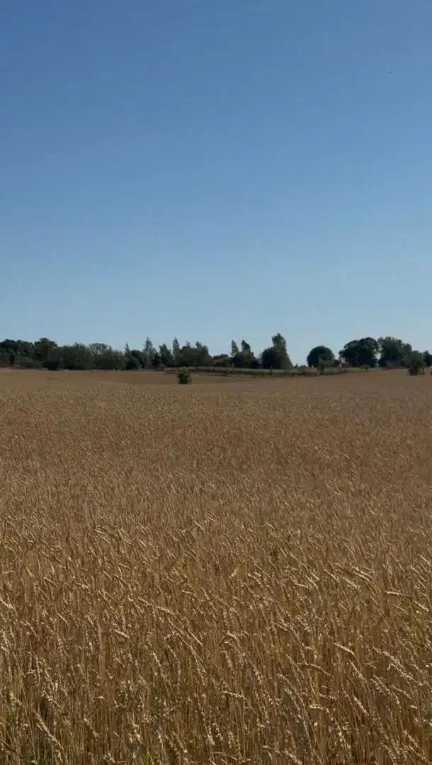 Gård i Mariestad