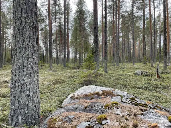 Gård