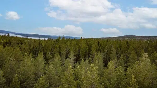 Gård