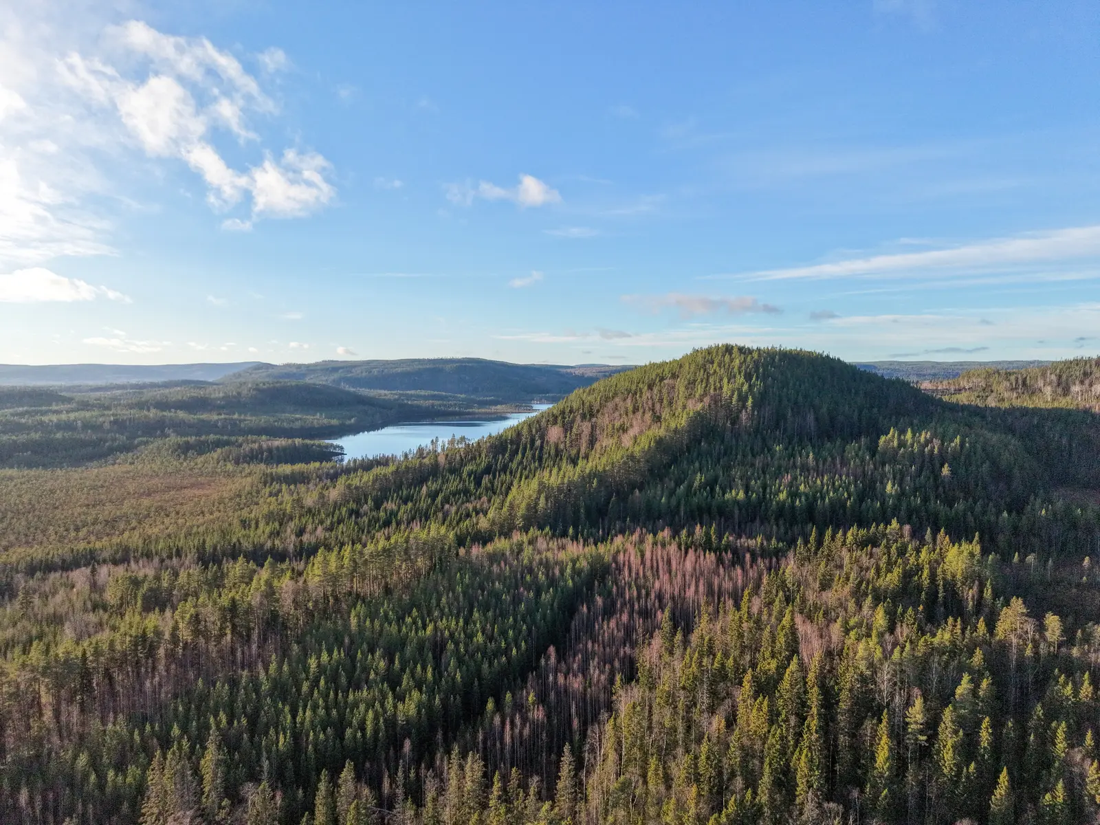 Image 1 of 1 of BRÄCKE SVEDJE 2:14
