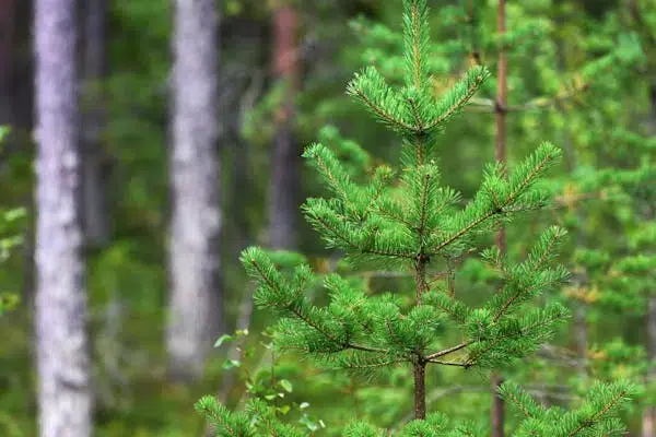 Gård i Härjedalen