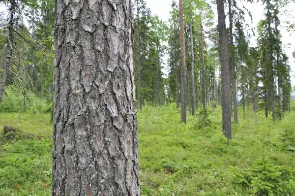 Gård