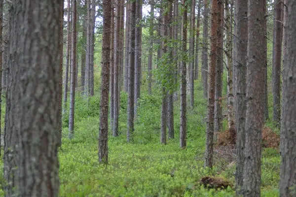 Gård, HÄRJEDALEN ÖVERBERG 4:8, Härjedalen. Bild 1 av 1