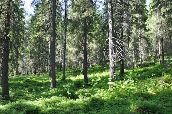 Bild 1 av 21 på ÖVERTORNEÅ PENTTÄJÄ 1:15