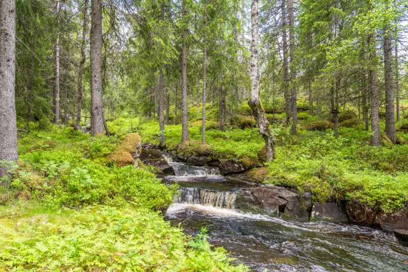 Bild 1 av 14 på Silverbäcken