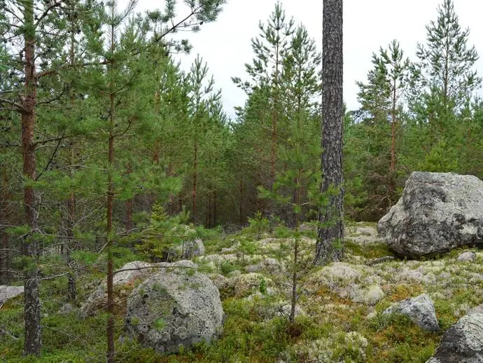 Bild 1 av 21 på Staffas i Linghed