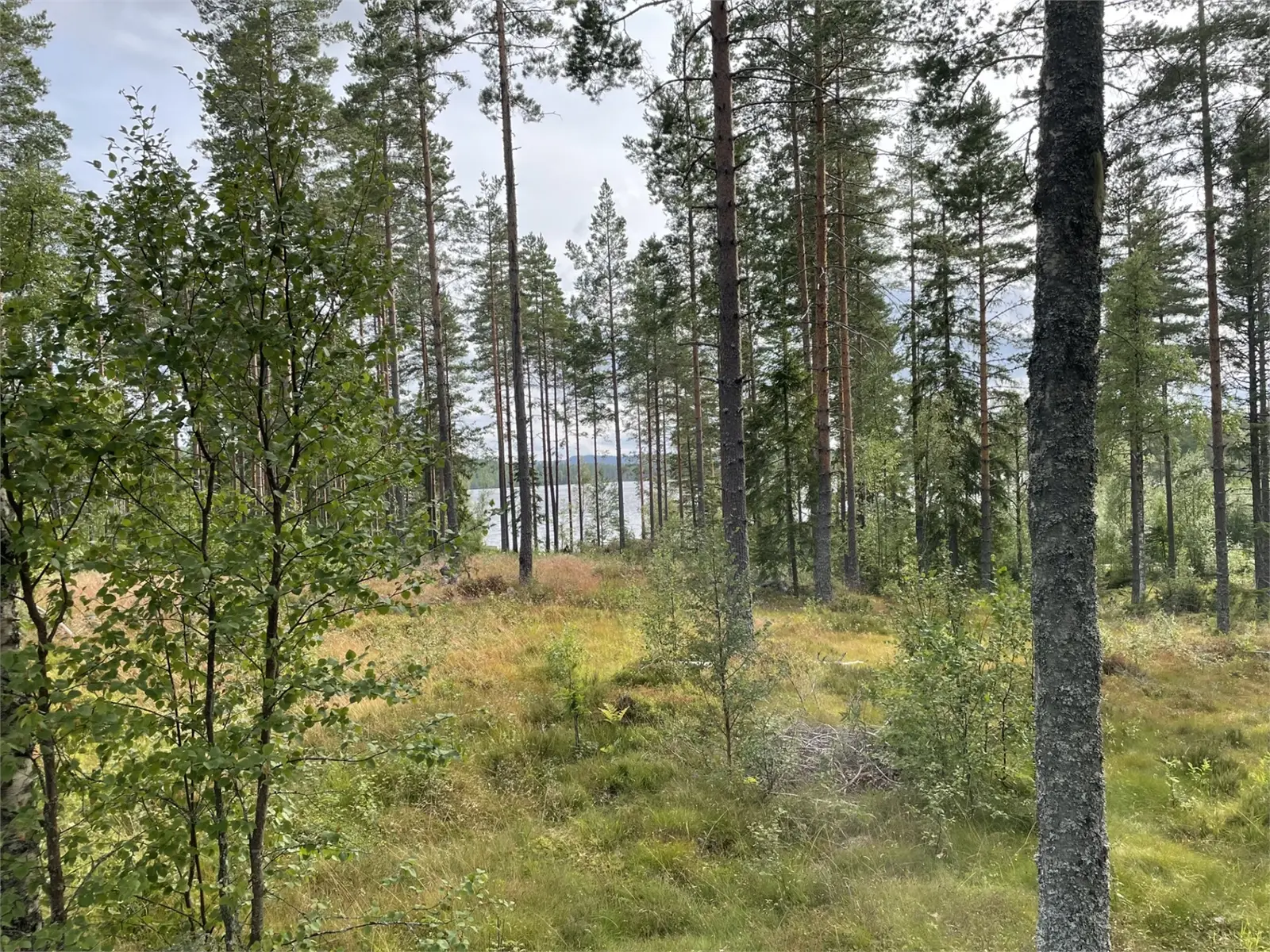 Bild 1 av 5 på Skogsfastighet Boseberg 1:24