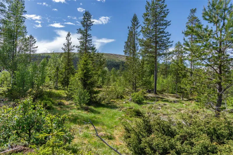 Land / plot in Älvdalen