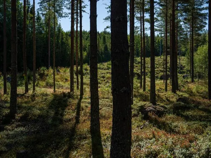 Bild 1 av 21 på Uppsälje 19:4