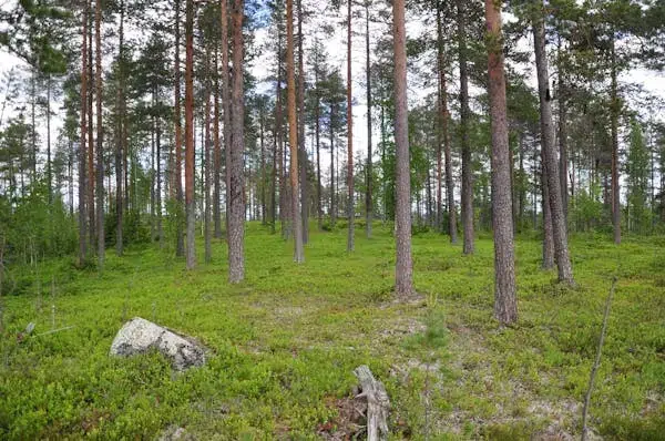 Lägenhet i Överkalix