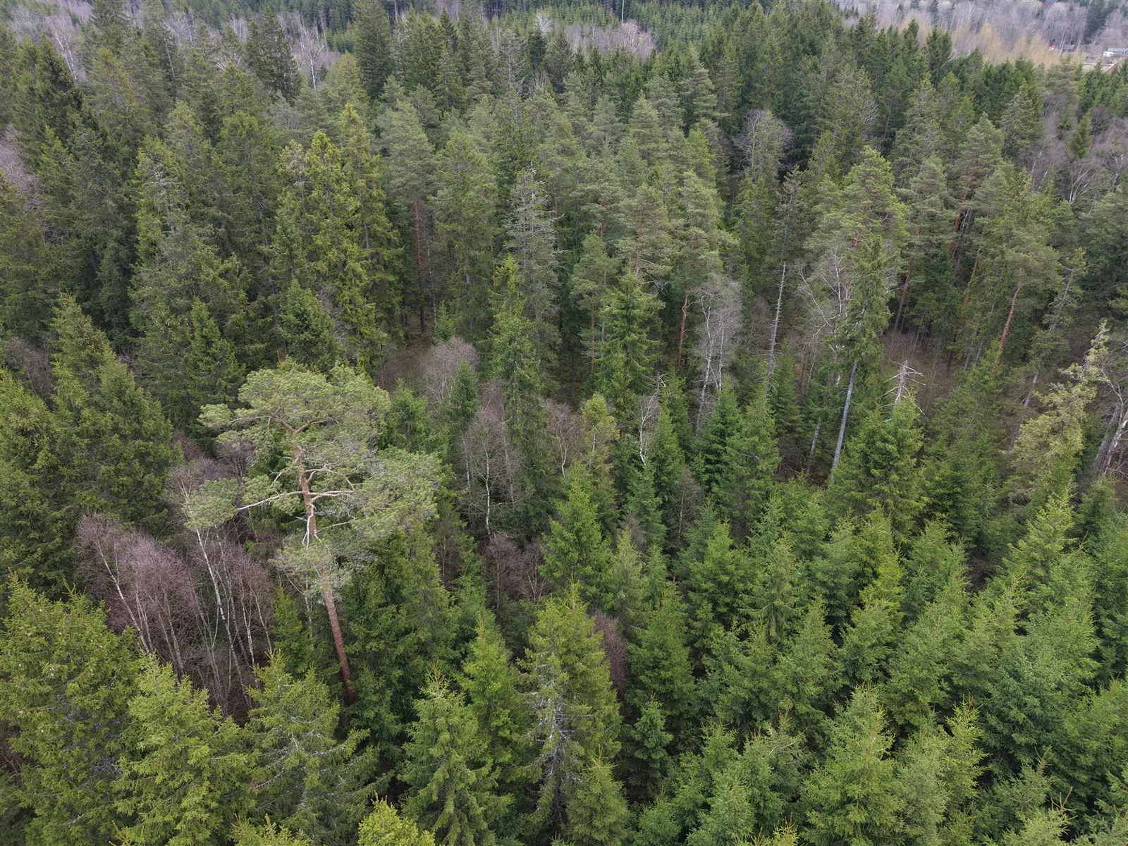 Image 1 of 6 of Skogsfastighet i Kinnared