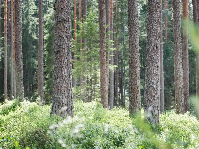 Image 1 of 21 of Hagstad 