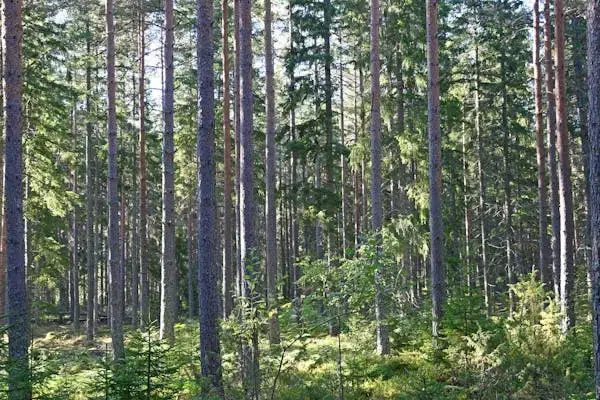 Gård