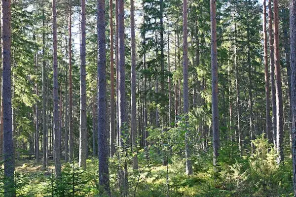 Image 1 of 18 of EMMABODA HERMANSTORP 1:11