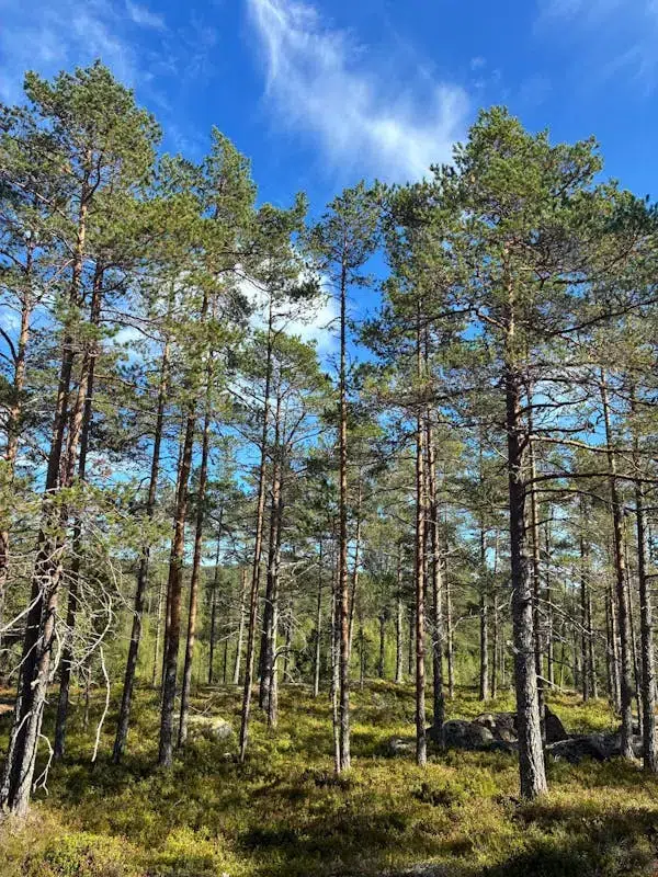 Gård
