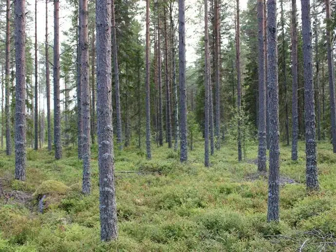 Lägenhet