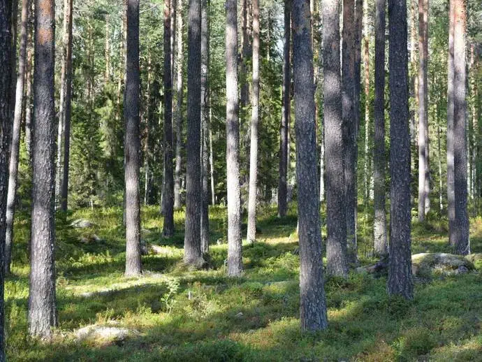 Lägenhet