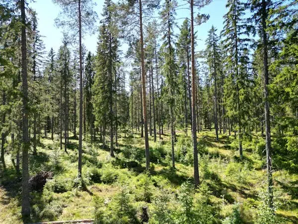 Farm in Nordanstig