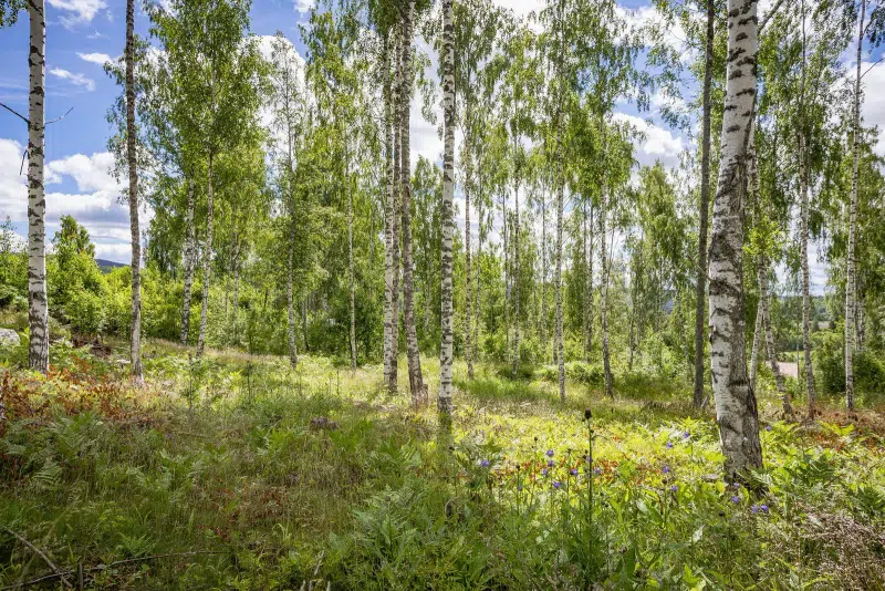 Tomt / mark i Västernorrland