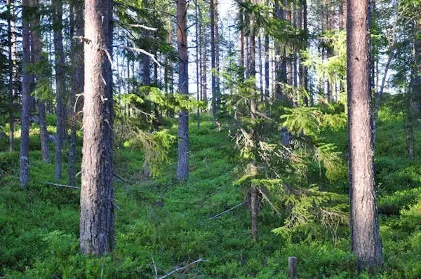 Gård