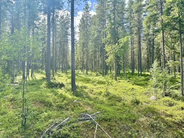 Bild 1 av 7 på Risliden