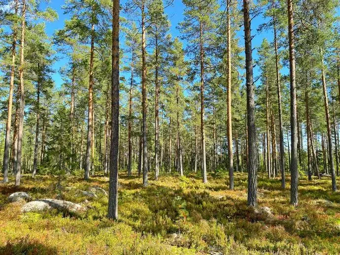 Lägenhet