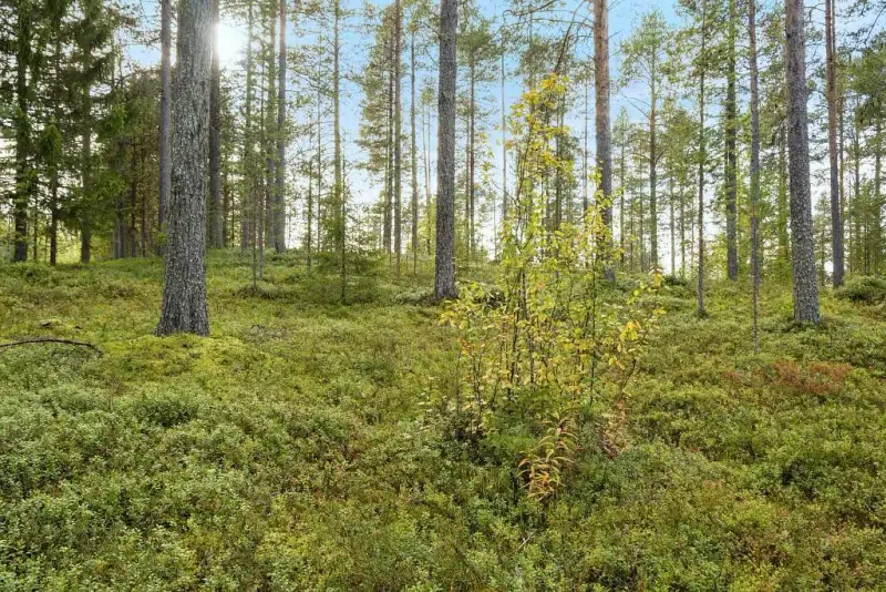 Tomt / mark i Pajala