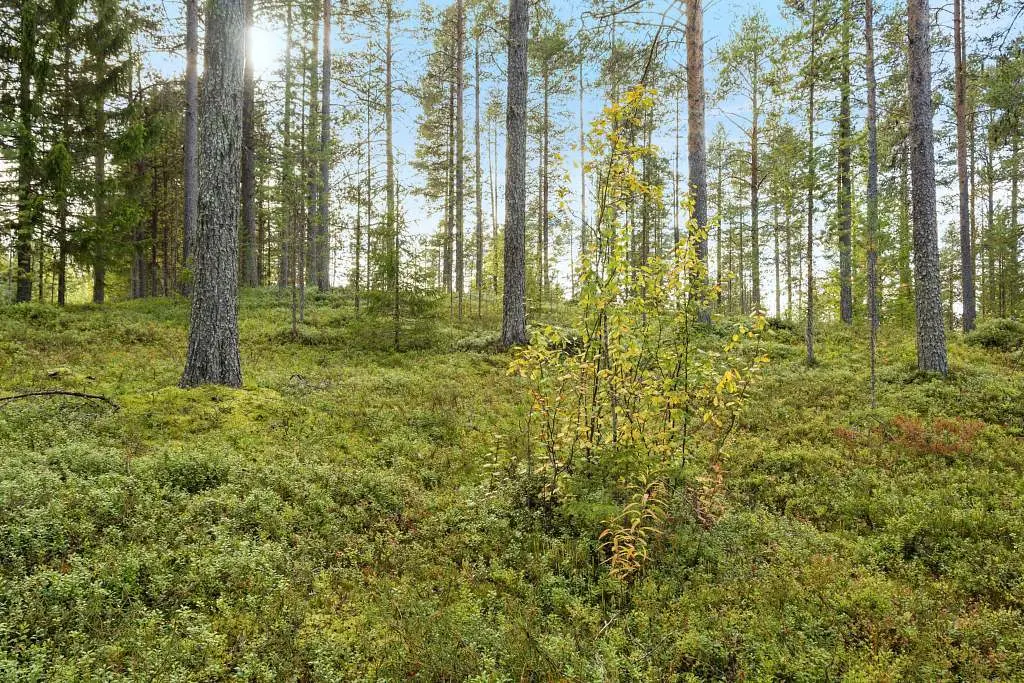 Bild 1 av 5 på JUNOSUANDO