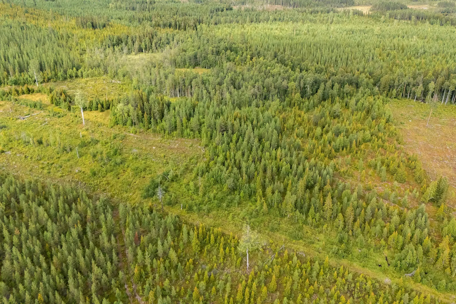 Bild 1 av 8 på Skogsfastighet i Granbergsliden (Granudden 1:5)