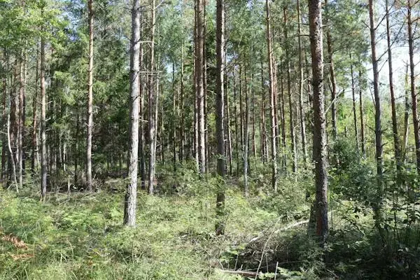 Gård