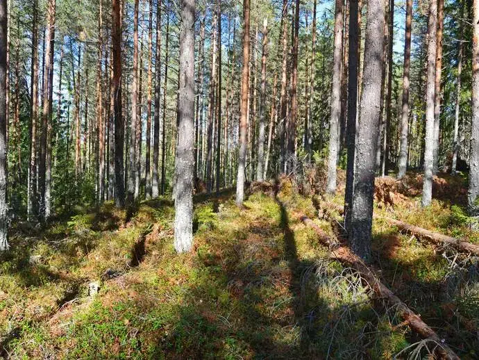 Lägenhet