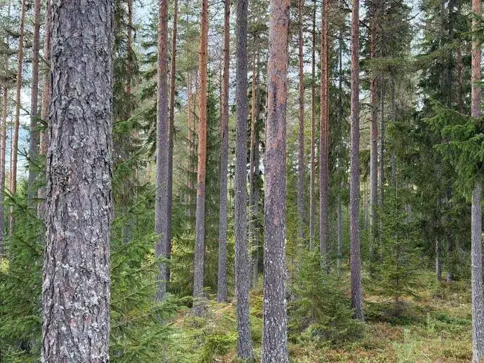Lägenhet