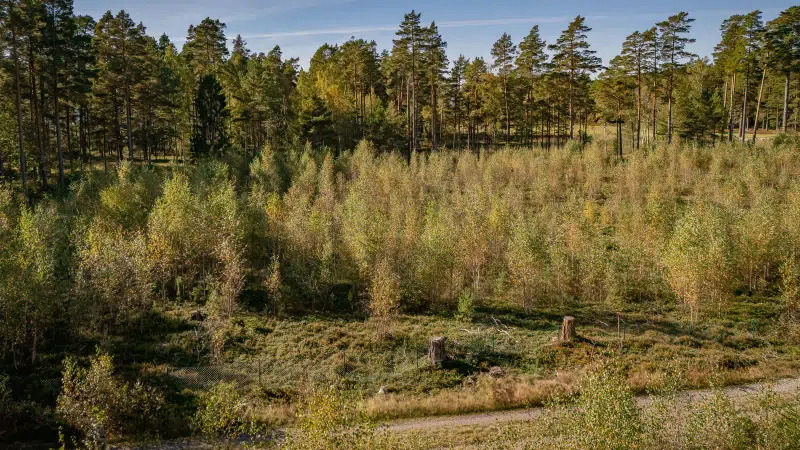 Tomt / mark i Segerstad