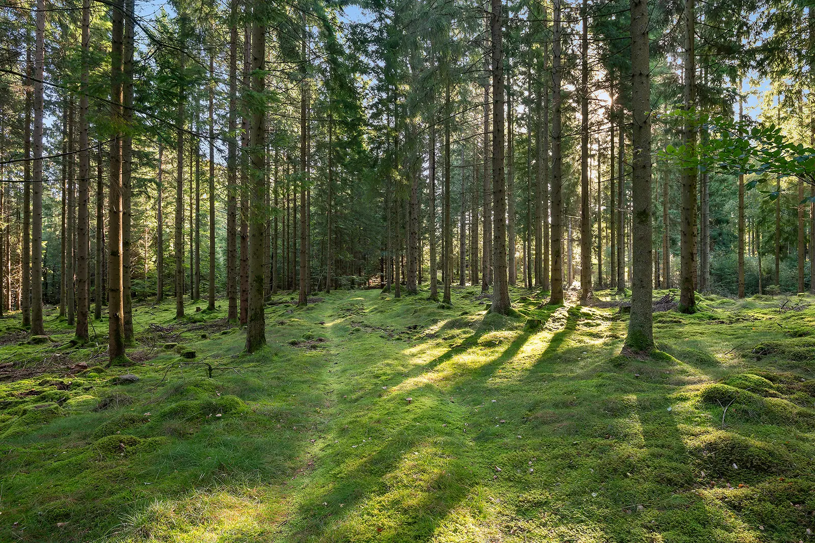 Image 1 of 20 of Bosjöholm