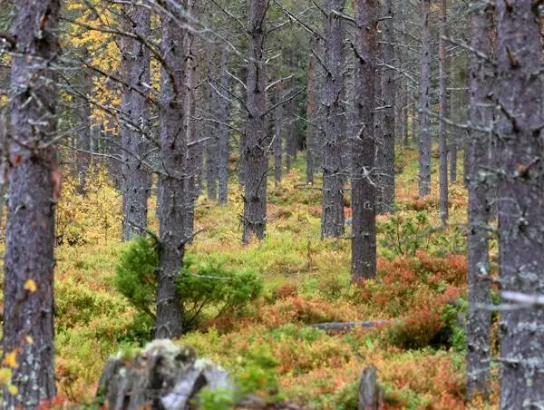 Bild 1 av 17 på GLÖTE