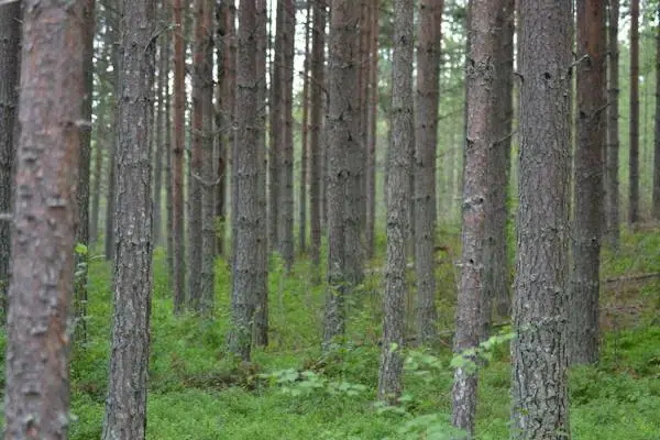 Gård i Härjedalen