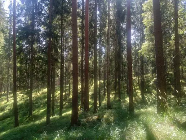Image 1 of 16 of Hyttskogen Resta