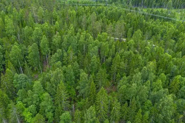 Gård