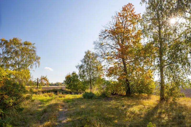 Land / plot