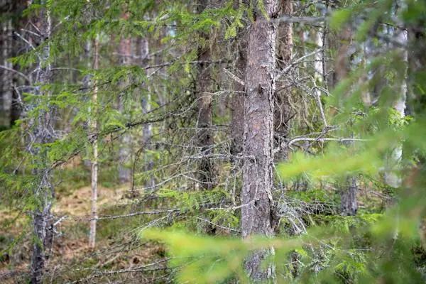 Image 1 of 14 of Tåsjö-Norrby