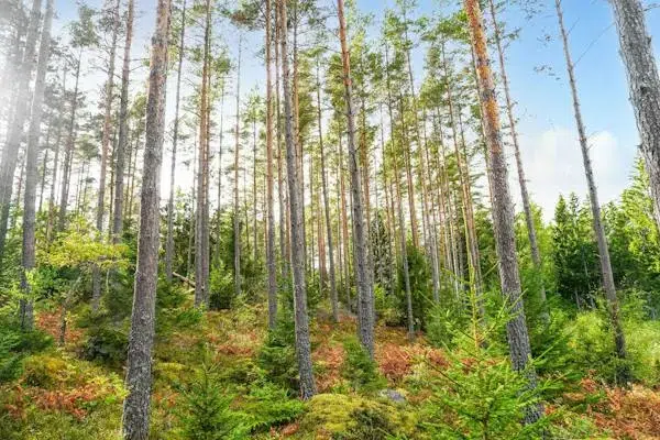 Gård