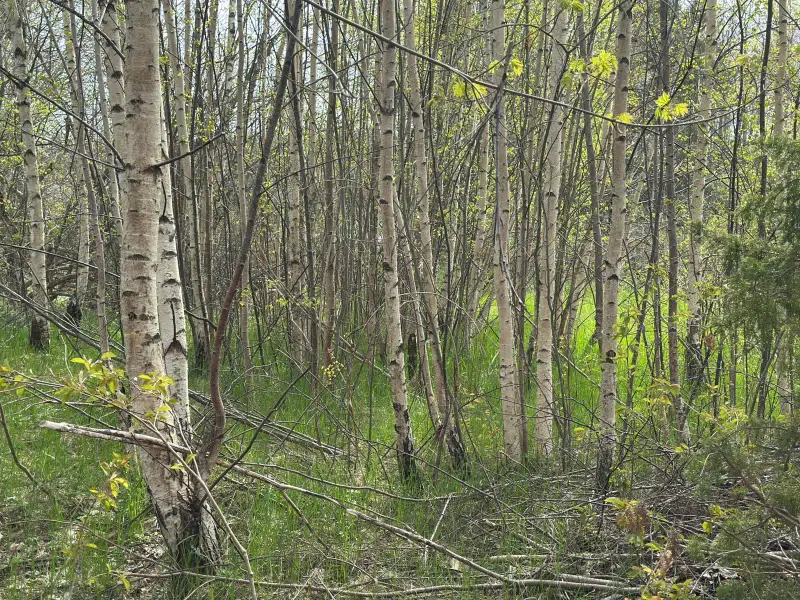 Land / plot in Rösa, Dillingby