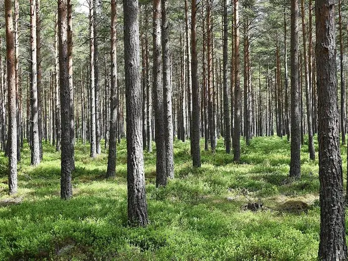 Lägenhet, LESSEBO ULVASKOG 1:12. Bild 1 av 11